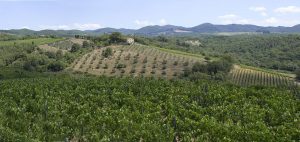 Badia-a-Coltibuono