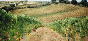 fattoria-antellassi