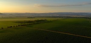 Sella-Mosca