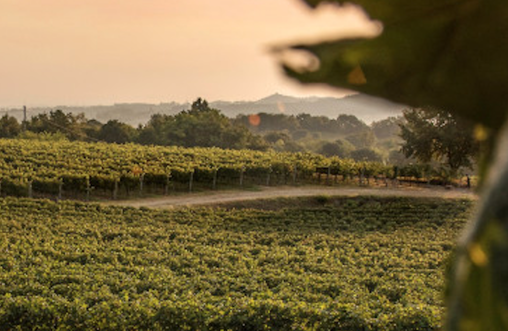 Vini La Delizia